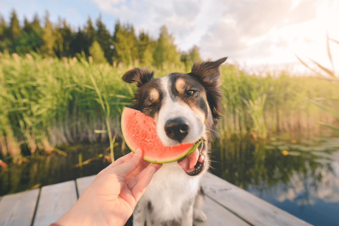 dog eating fruits