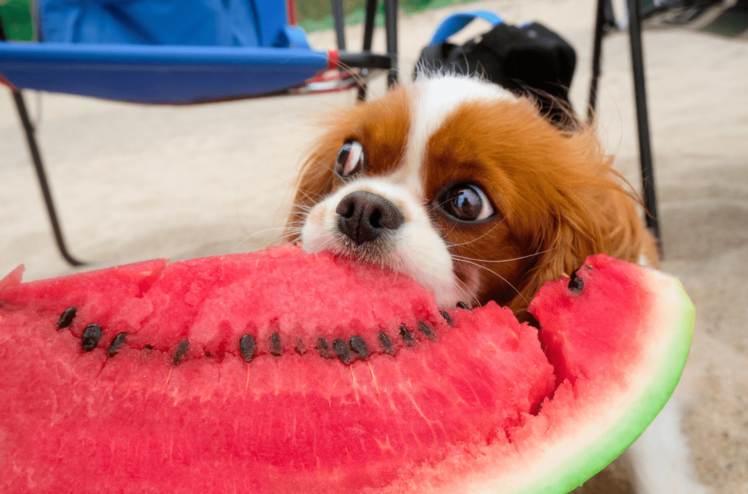 dog eat watermelon fruit