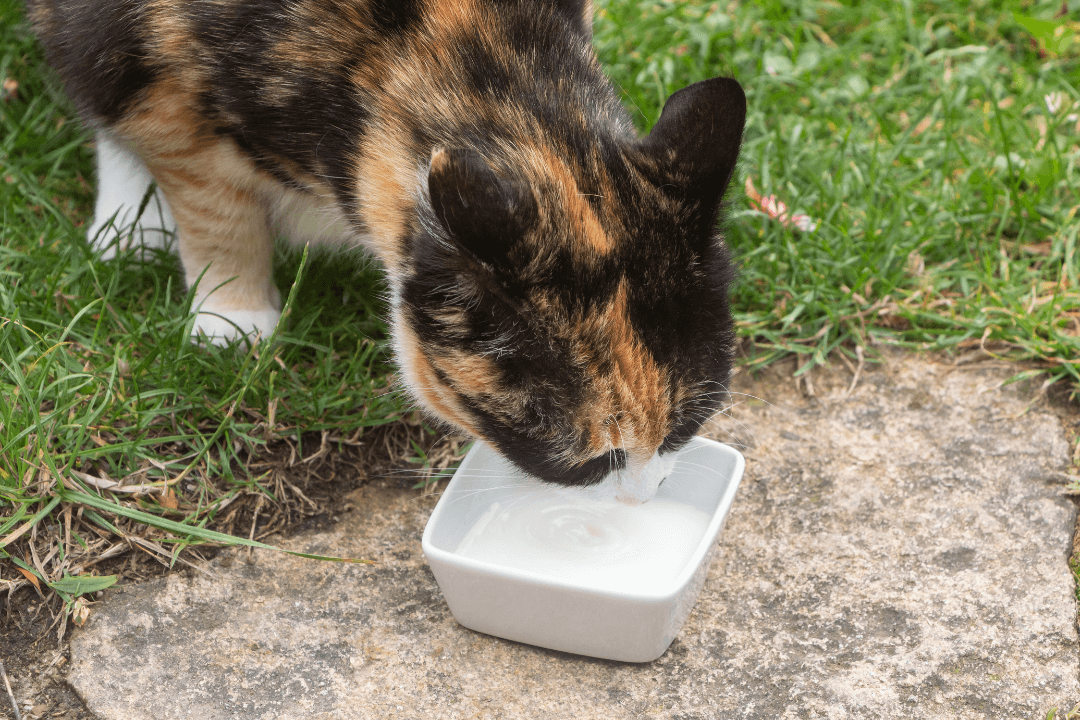 cat drinking milk from a bowl