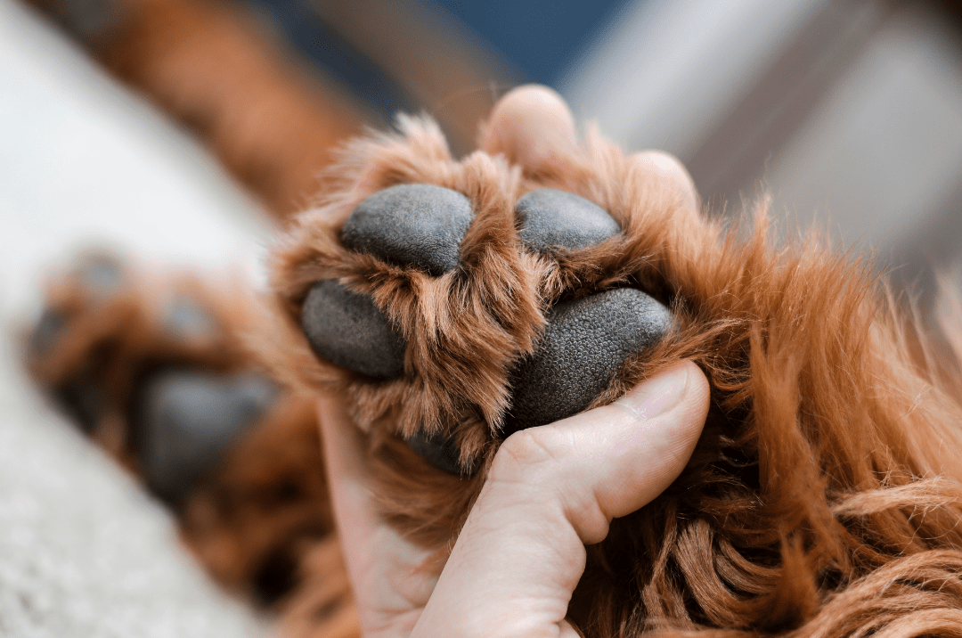 Dog Paw Care