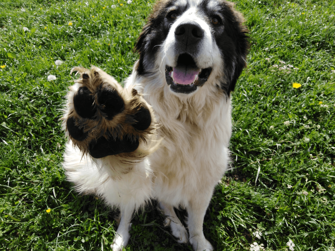 Dog Paw Care Tips