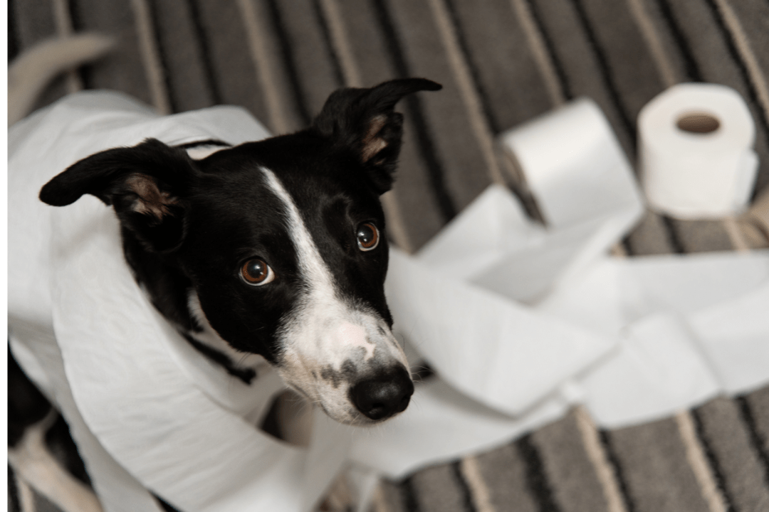 Anxious Dog Behavior Tips