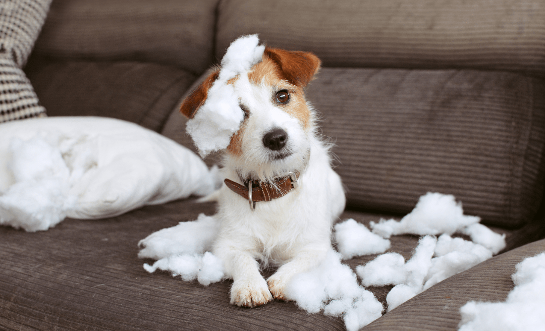 Anxious Dog Tips