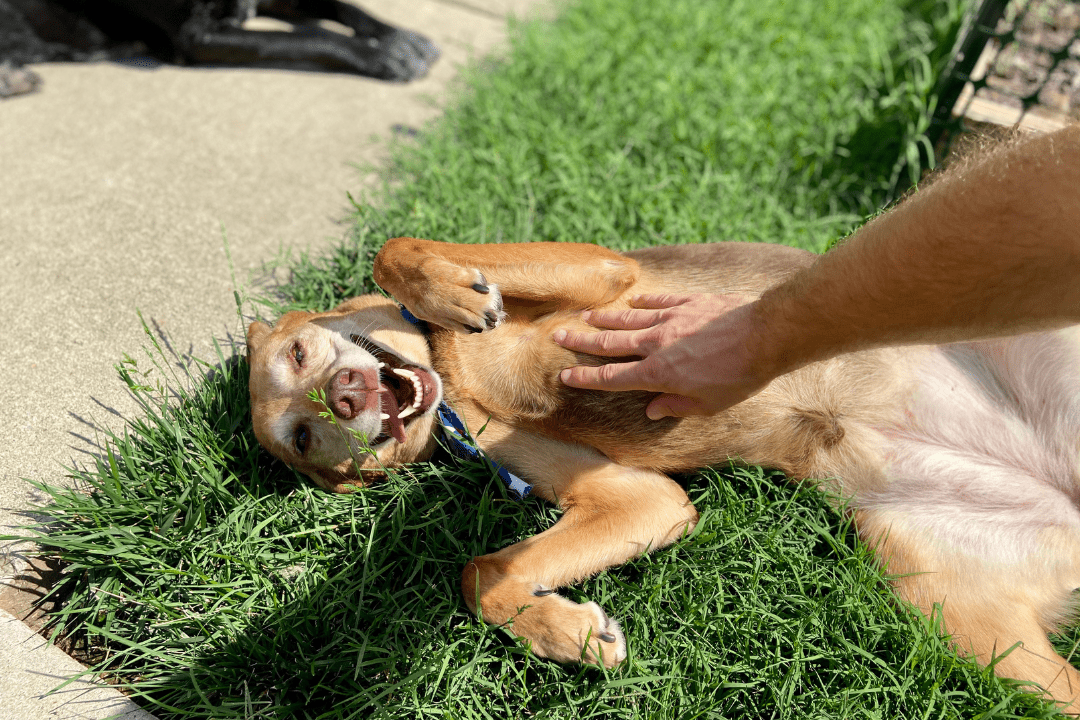 Happy Dog getting belly rubs