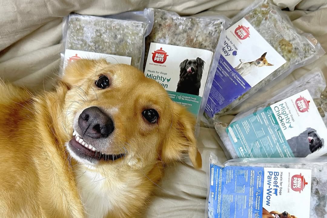 Dog smiling next to healthy fresh cooked food pouches