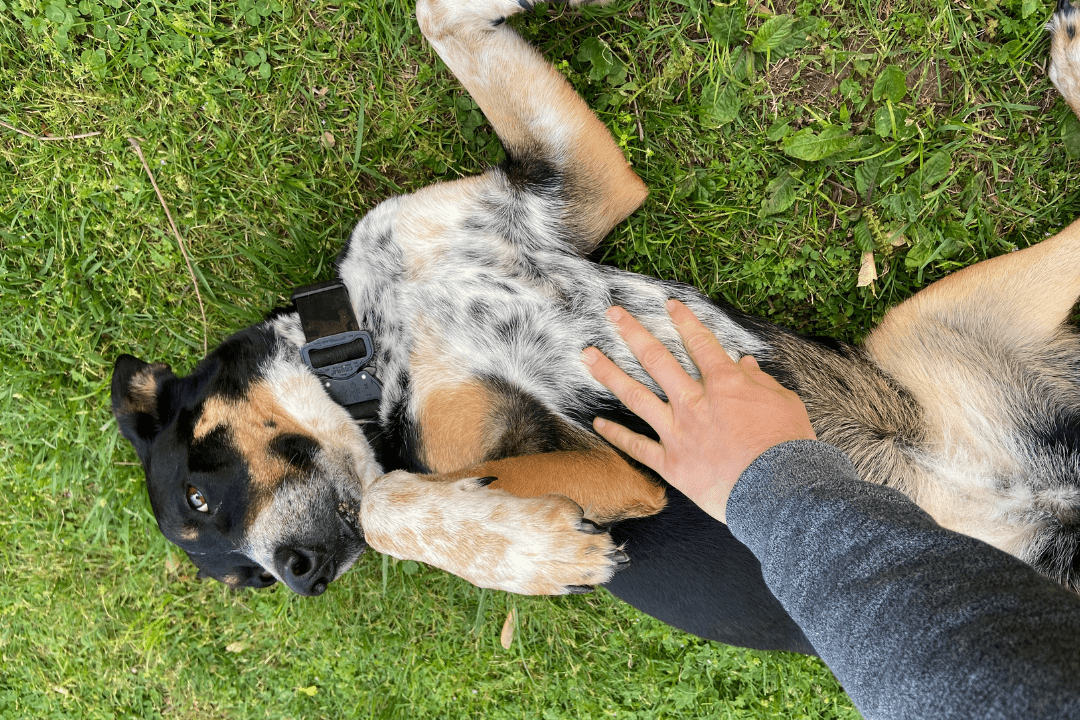 Dog happy getting belly rubs