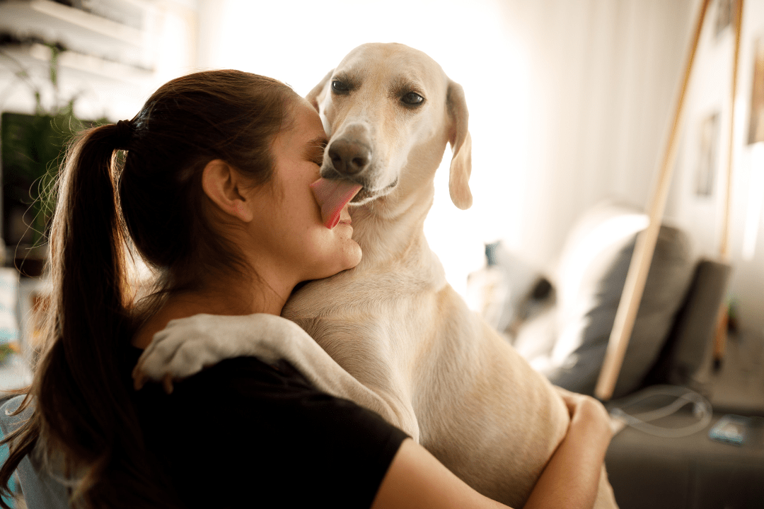 Dog licking human