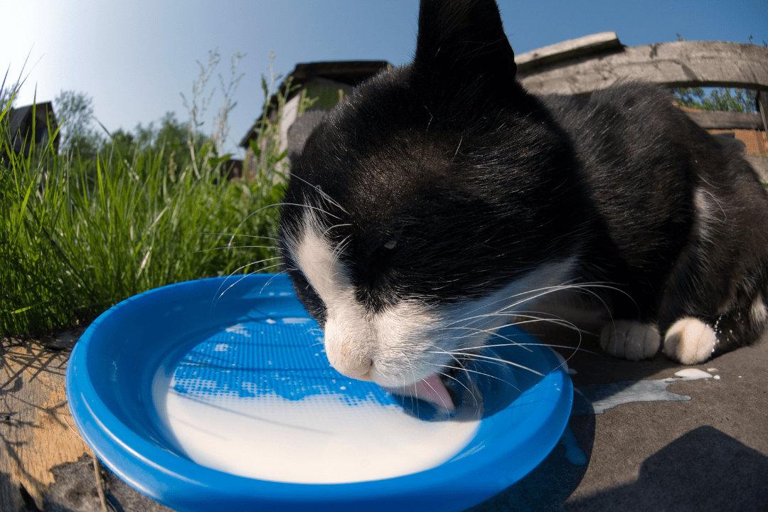 cat drinking milk