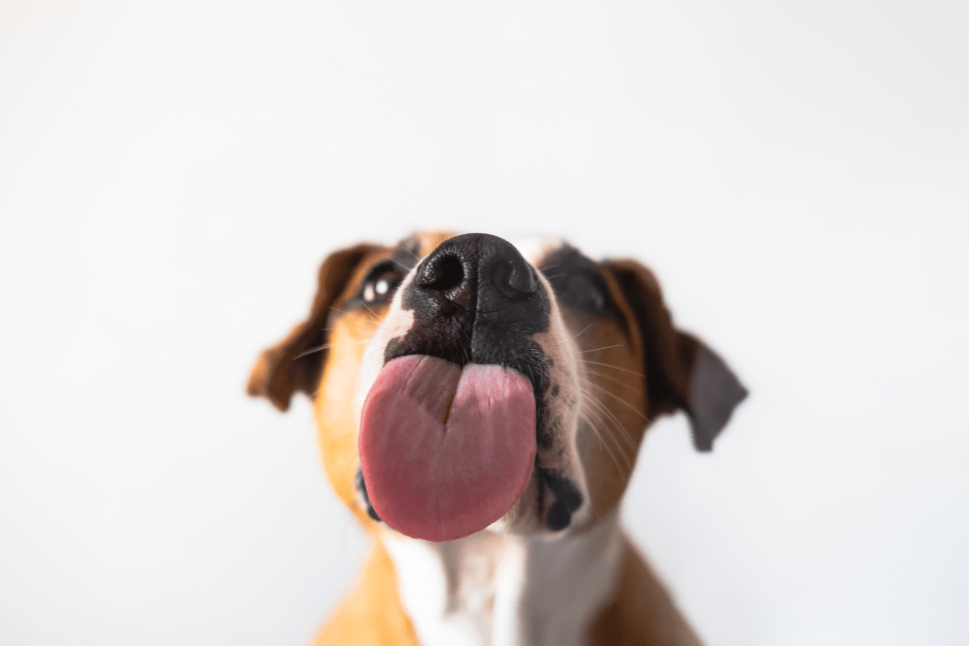 dog licking tongue out