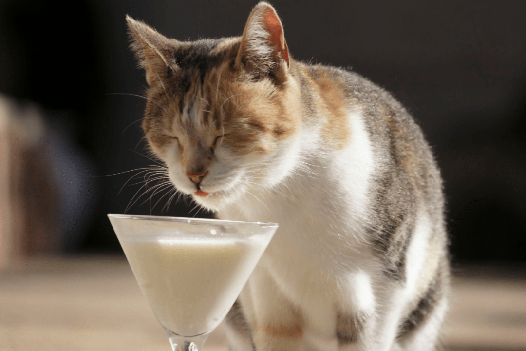 cat drinking milk