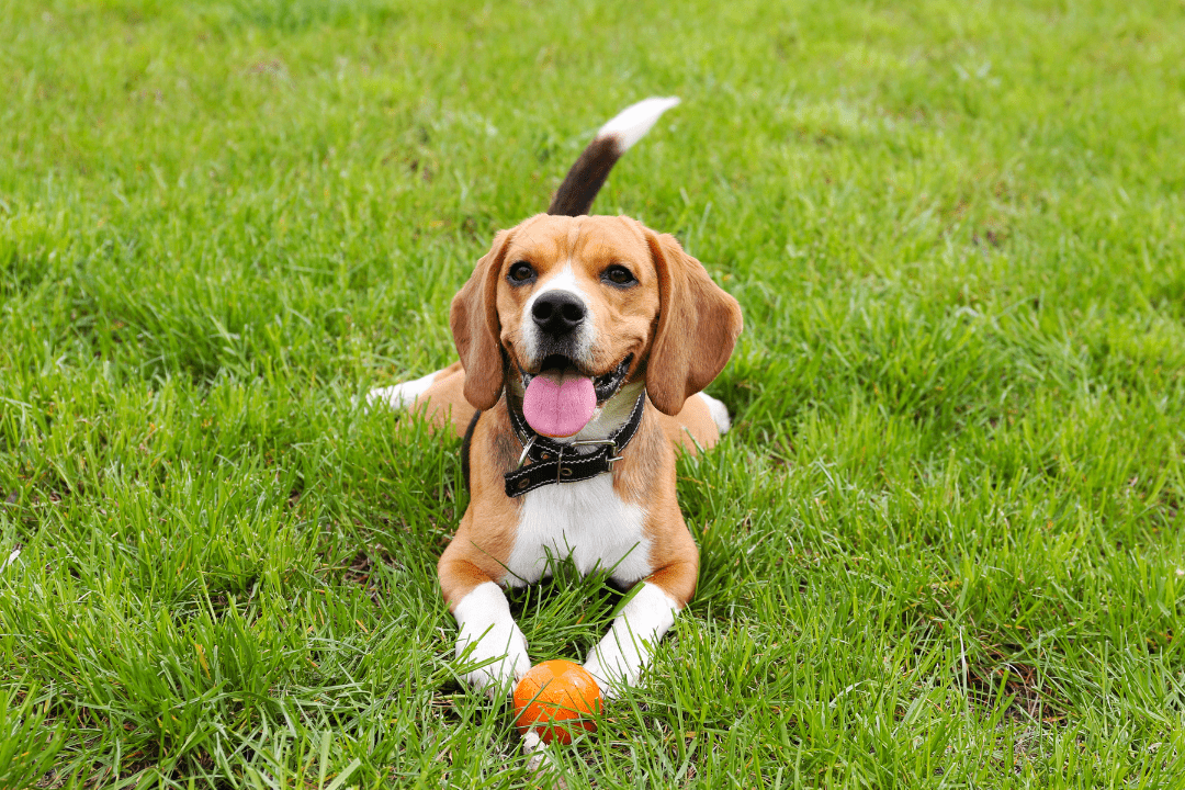 dog at park