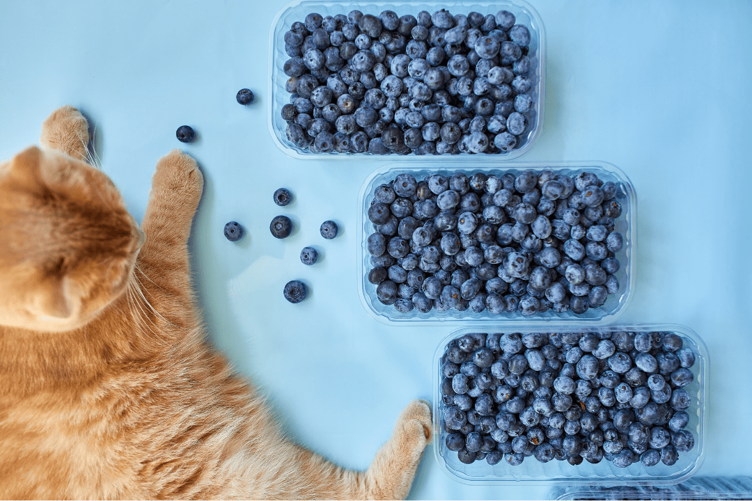 cat and blueberries