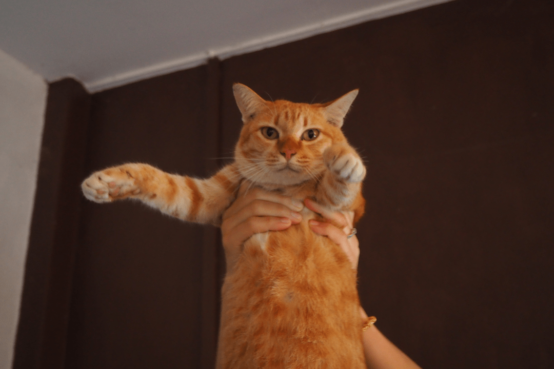 Orange Cat Personality