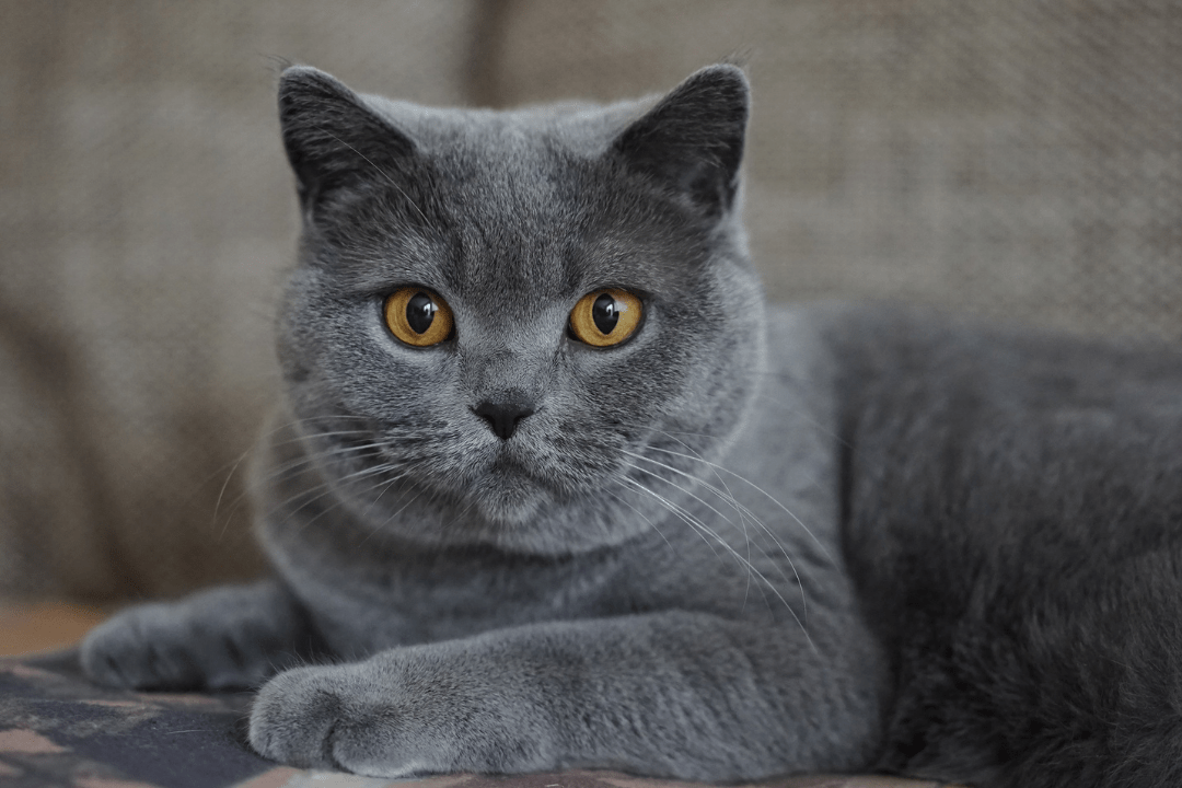 Gray Cat Personality