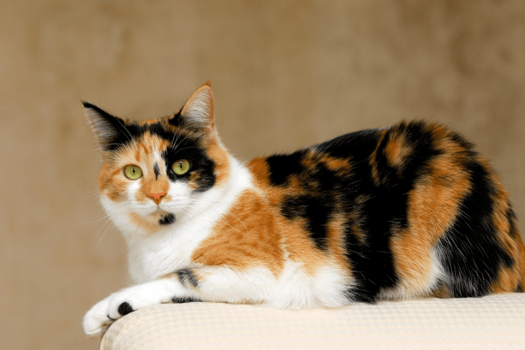 Calico Cat Personality