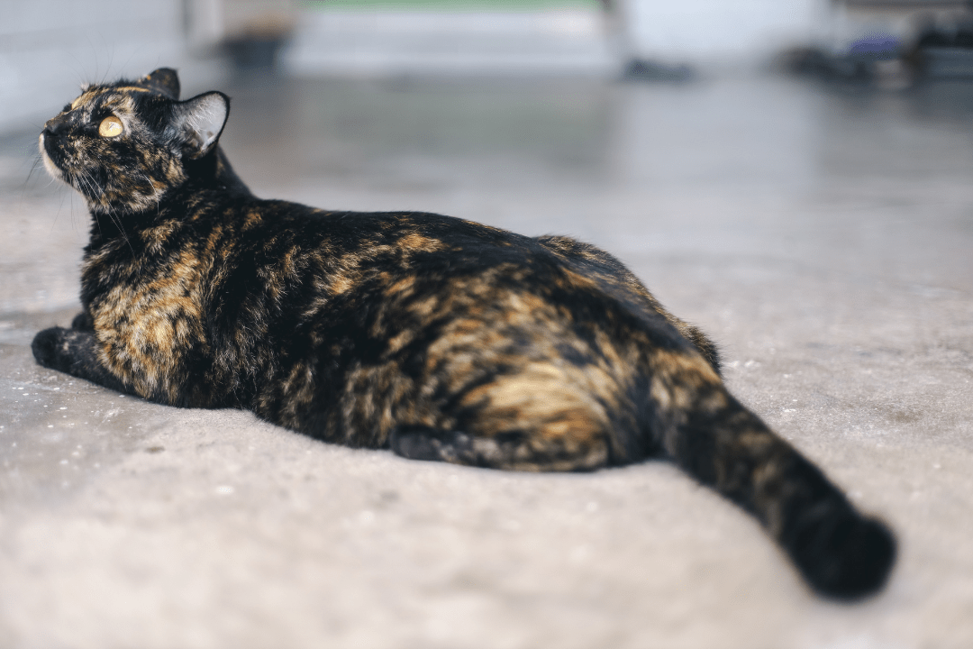 Tortoiseshell Cat Personality